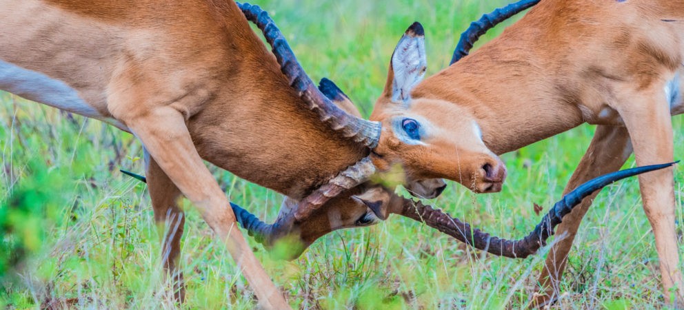 Voll in die Hörner gekriegt?!
